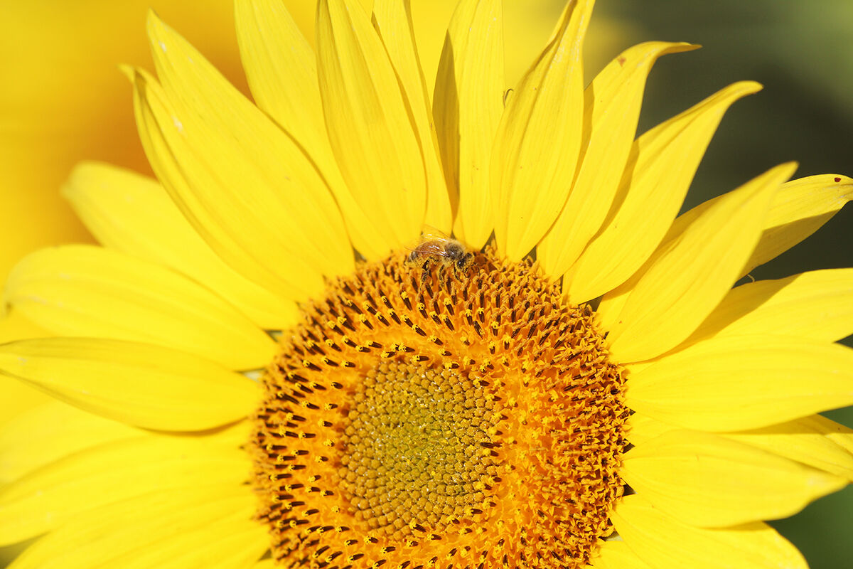 PHOTOS- Sunflowers north of Montrose 20200730874.jpg